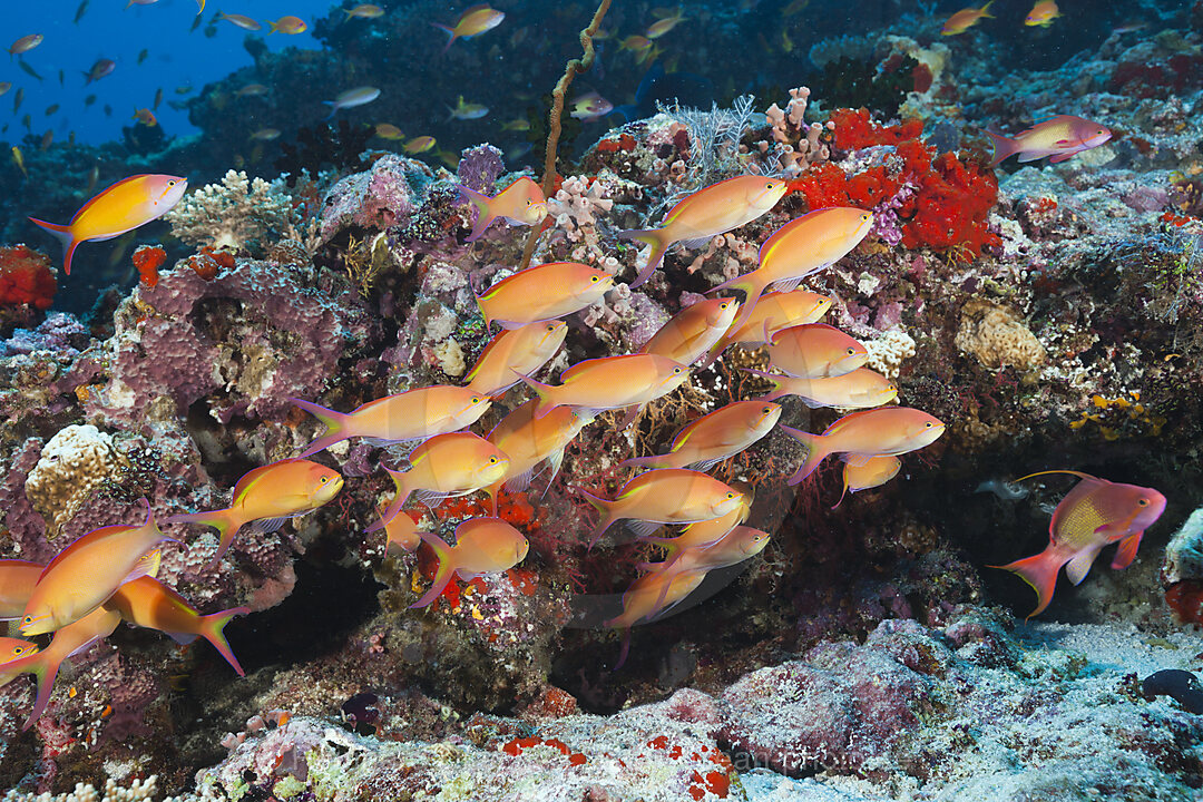 Schwarm Fadenflossen-Fahnenbarsche, Nemanthias carberryi, Nord Male Atoll, Malediven