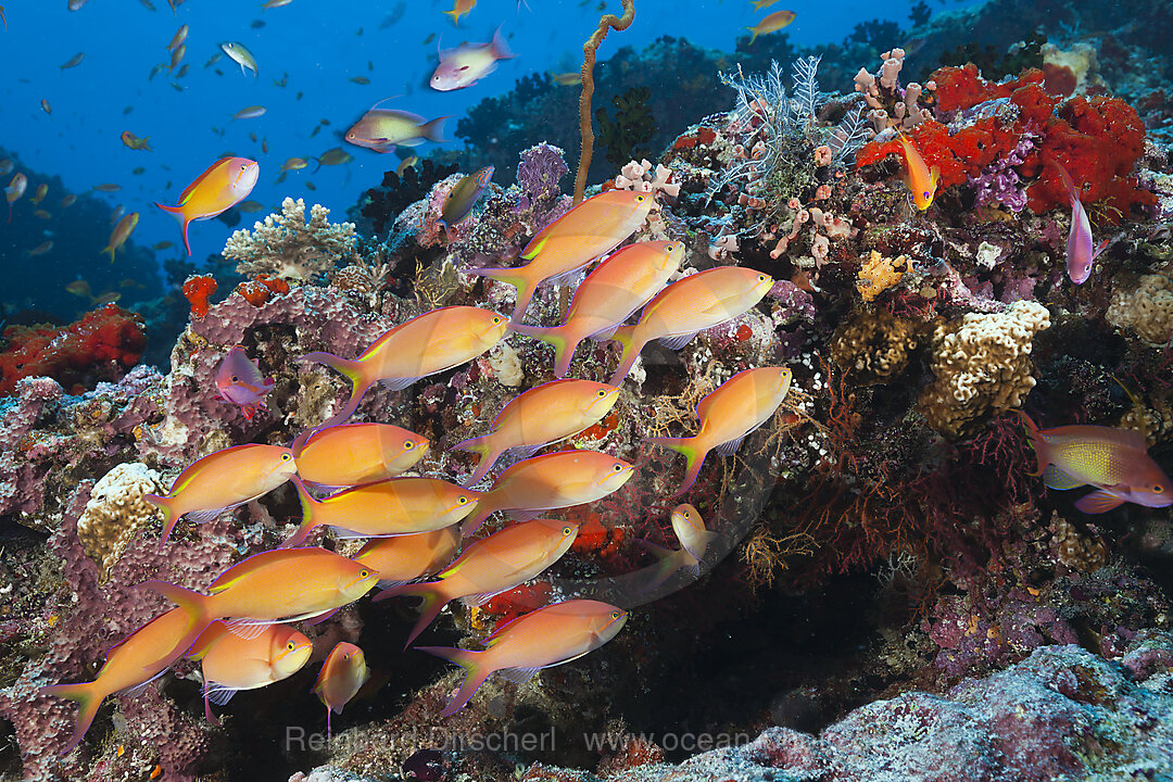 Shoal of Threadfin Anthias