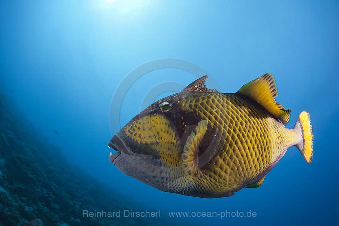 Gruener Riesendrueckerfisch