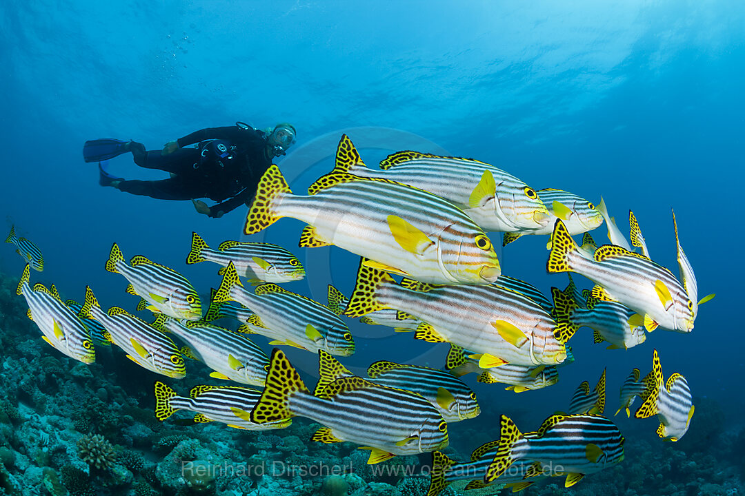 Orient-Suesslippen und Taucher, Plectorhinchus vittatus, Nord Male Atoll, Malediven