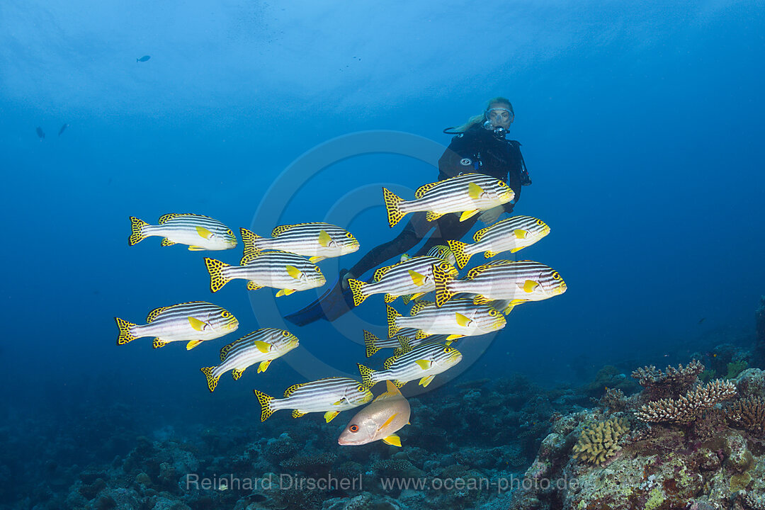 Orient-Suesslippen und Taucher, Plectorhinchus vittatus, Nord Male Atoll, Malediven