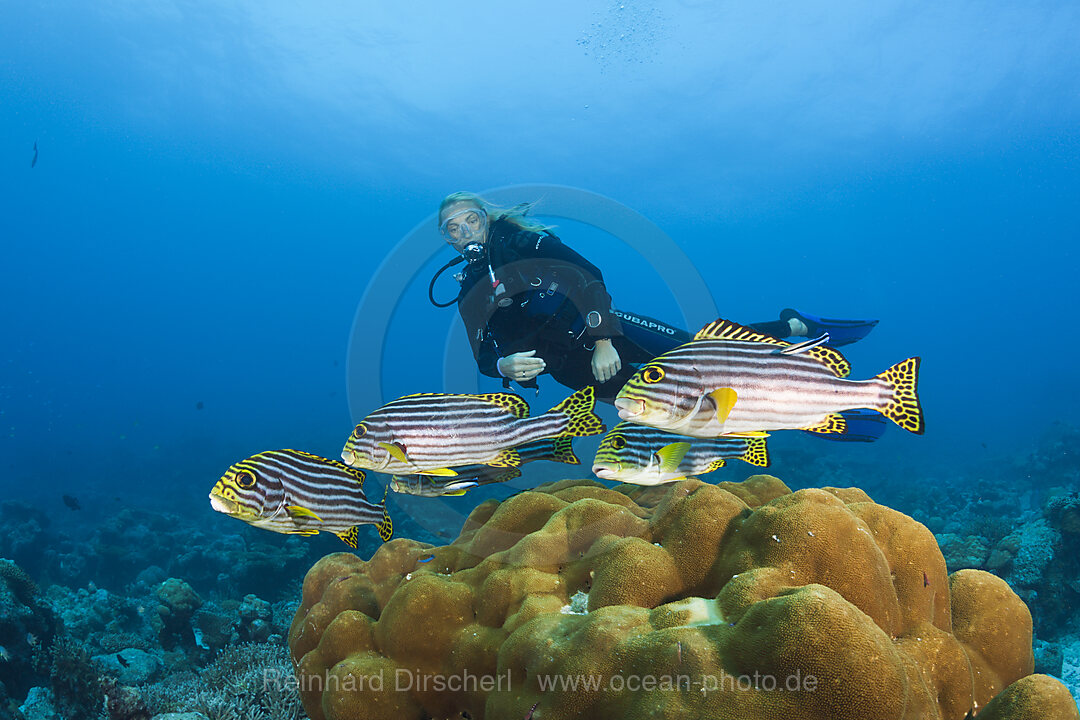 Orient-Suesslippen und Taucher, Plectorhinchus vittatus, Nord Male Atoll, Malediven