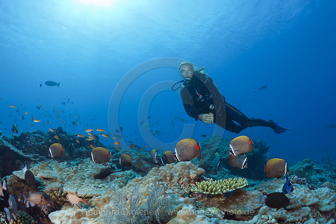 Halsband-Falterfische und Taucher, Chaetodon collare, Nord Male Atoll, Malediven