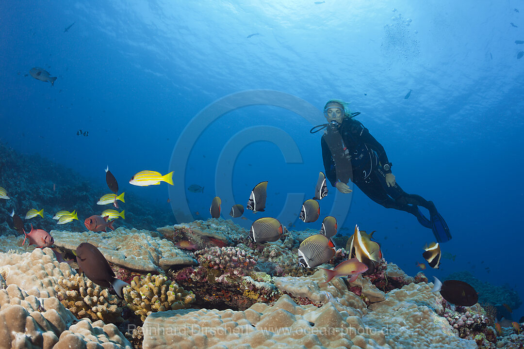 Halsband-Falterfische und Taucher, Chaetodon collare, Nord Male Atoll, Malediven