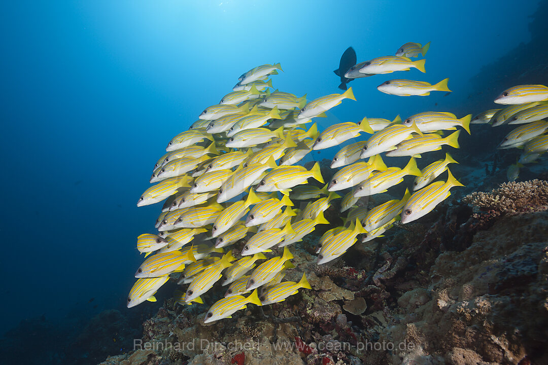 Shoal of Bluestripe Snapper