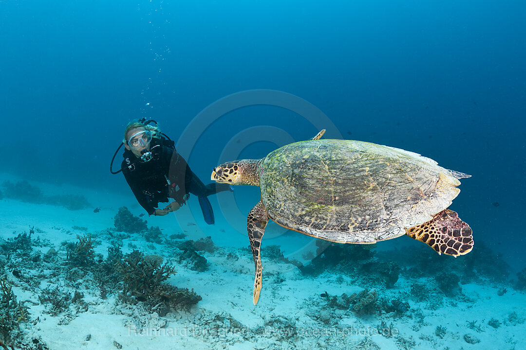 Hawksbill Sea Turtle and Scuba diver