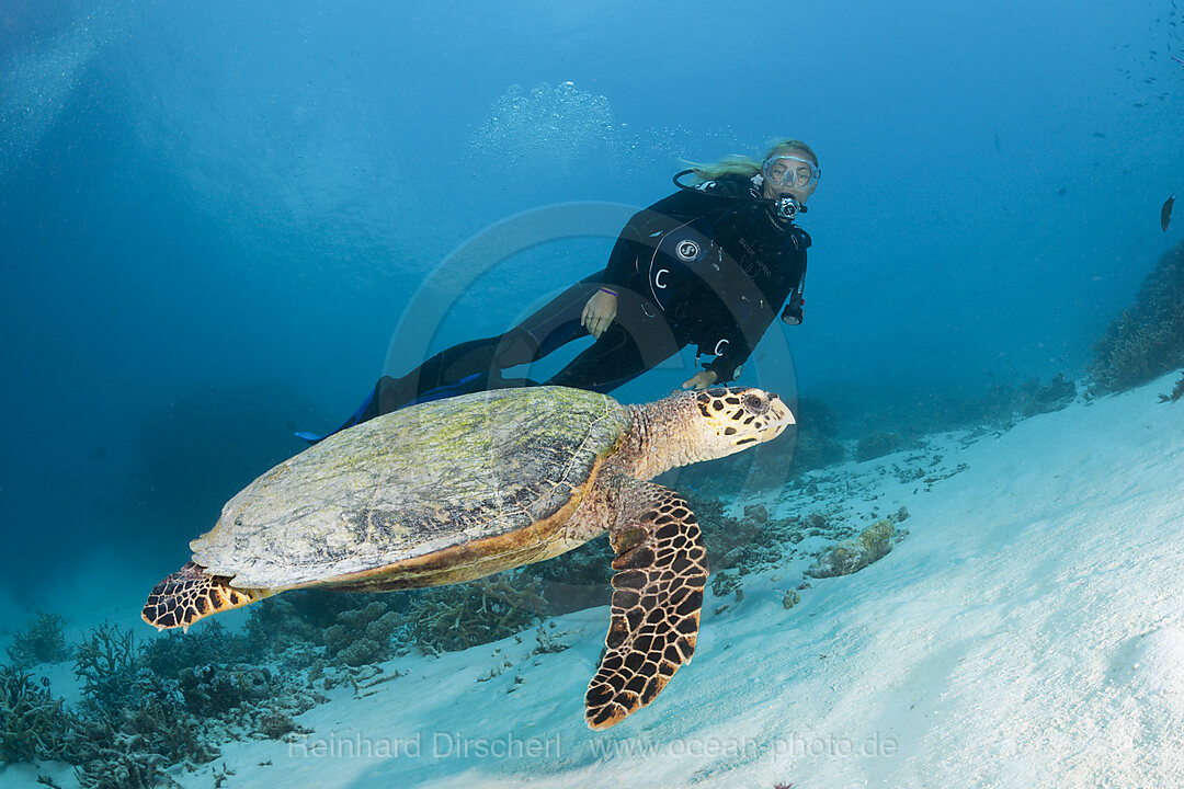 Echte Karettschildkroete und Taucher, Eretmochelys imbricata, Nord Male Atoll, Malediven