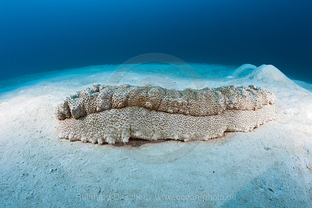 Anax Sea Cucumber