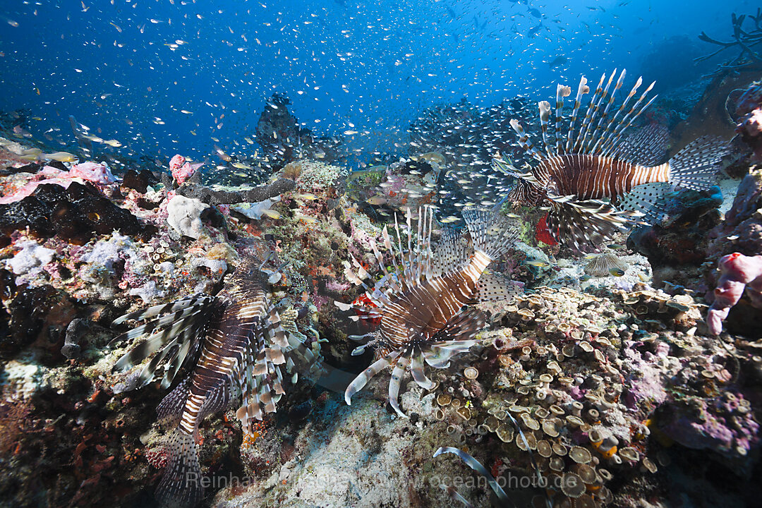 Rotfeuerfische am Riff, Pterois miles, Nord Male Atoll, Malediven