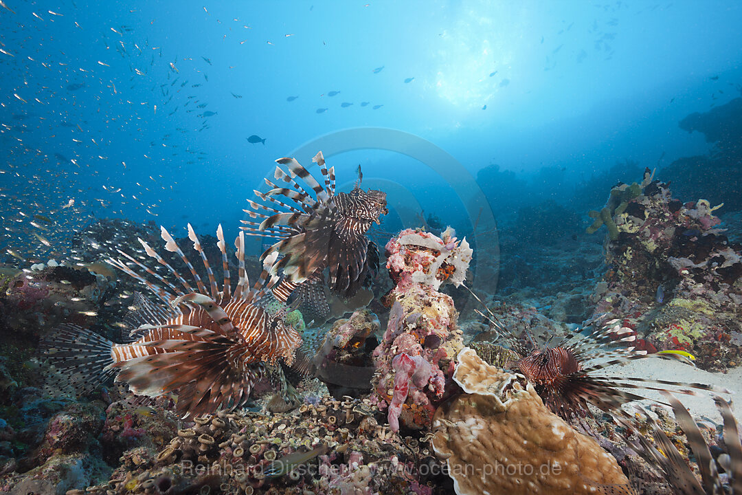 Rotfeuerfische am Riff, Pterois miles, Nord Male Atoll, Malediven