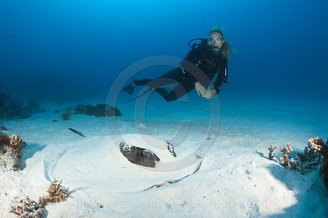Blackspotted Stingray hiding in Sand