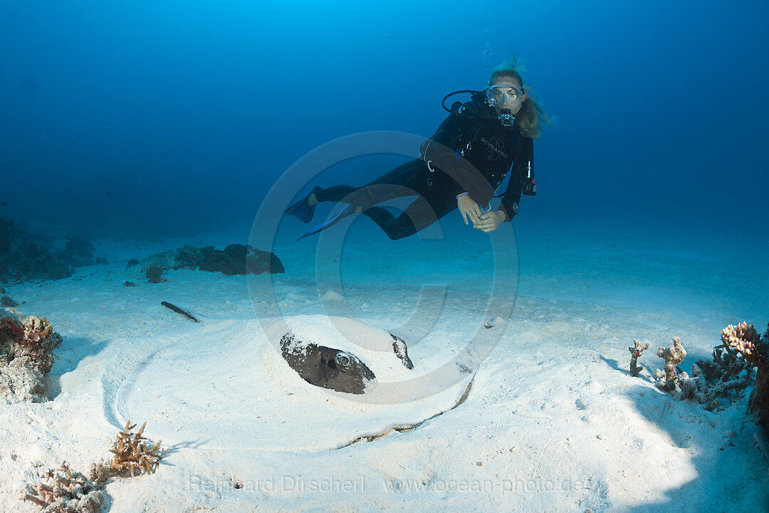 Schwarzpunkt-Stachelrochen gertarnt im Sand, Taeniura meyeni, Nord Male Atoll, Malediven