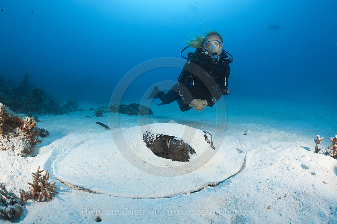 Schwarzpunkt-Stachelrochen gertarnt im Sand, Taeniura meyeni, Nord Male Atoll, Malediven