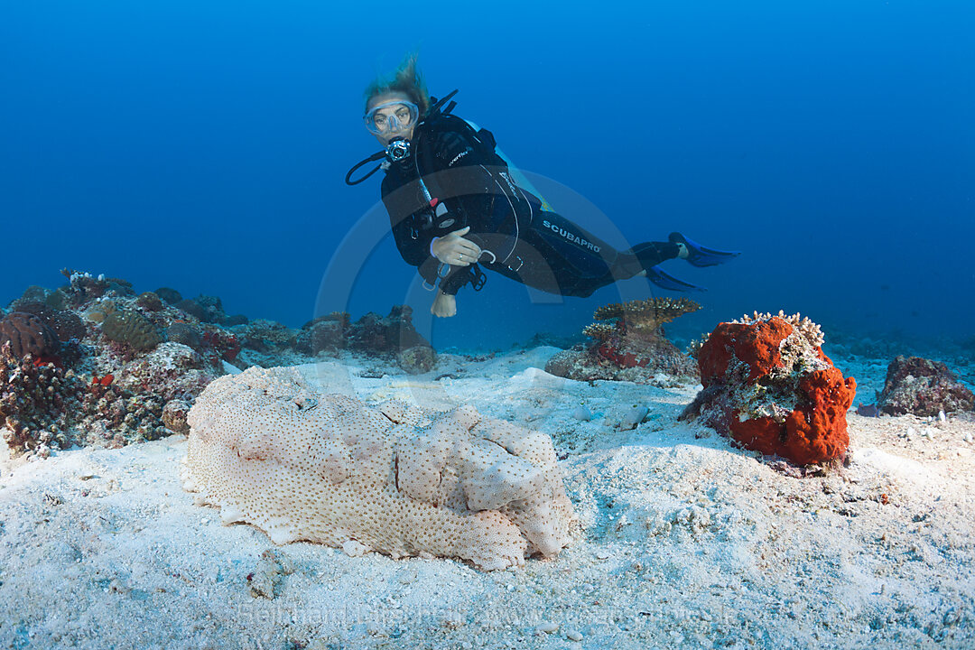 Taucher und Kasten-Seegurke, Thelenota anax, Nord Male Atoll, Malediven