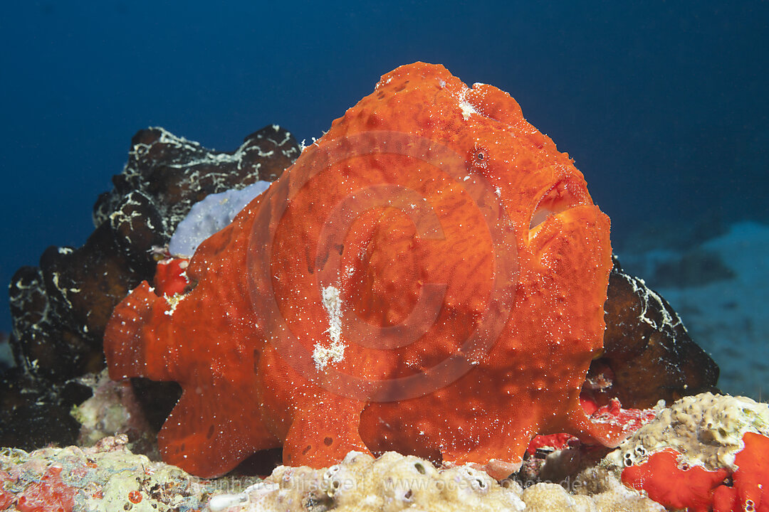 Roter Riesen-Anglerfisch, Antennarius commersonii, Nord Male Atoll, Malediven