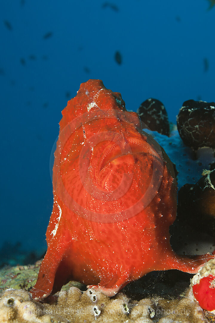 Roter Riesen-Anglerfisch, Antennarius commersonii, Nord Male Atoll, Malediven