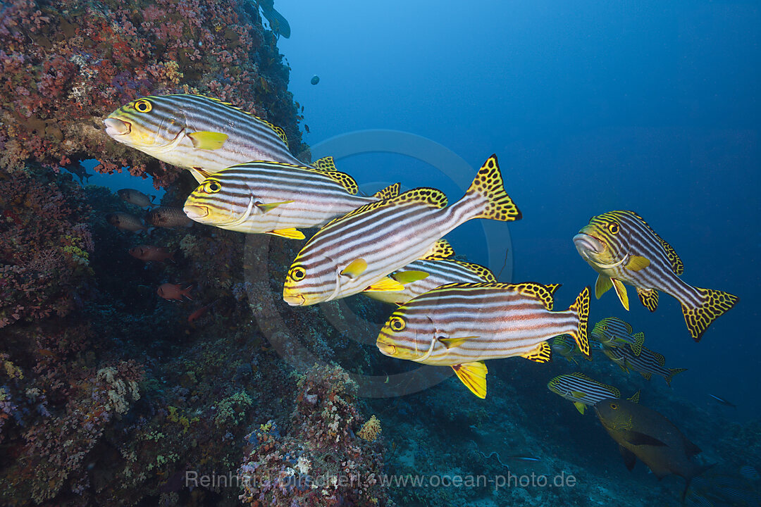 Orient-Suesslippen, Plectorhinchus vittatus, Sued Male Atoll, Malediven