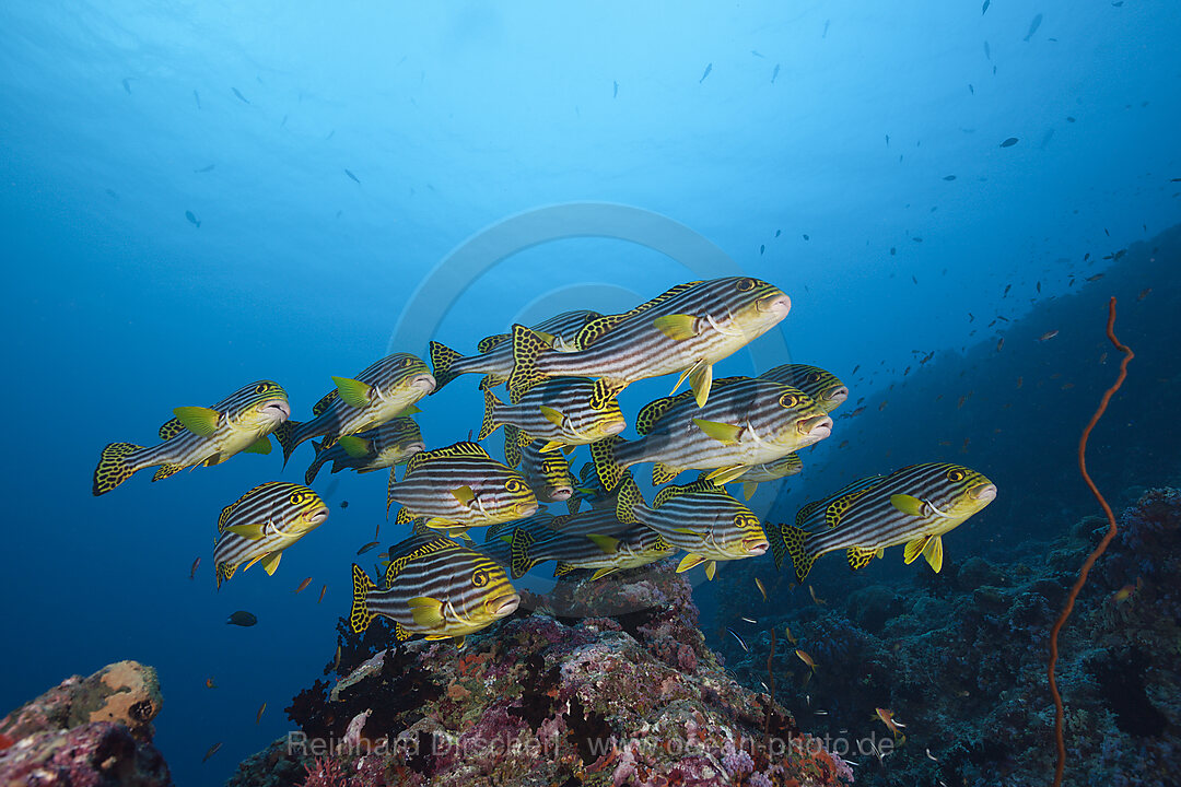 Orient-Suesslippen, Plectorhinchus vittatus, Sued Male Atoll, Malediven