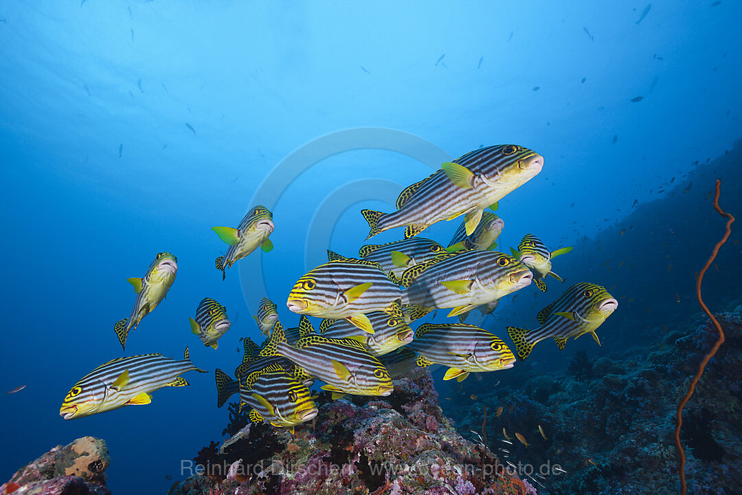 Orient-Suesslippen, Plectorhinchus vittatus, Sued Male Atoll, Malediven