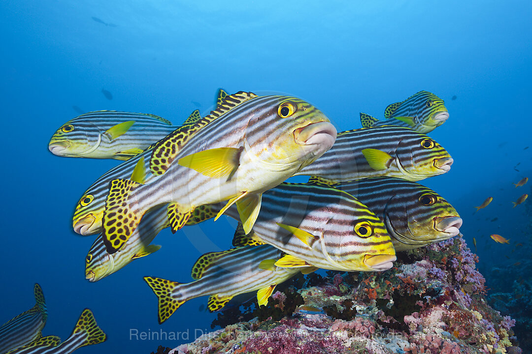 Orient-Suesslippen, Plectorhinchus vittatus, Sued Male Atoll, Malediven