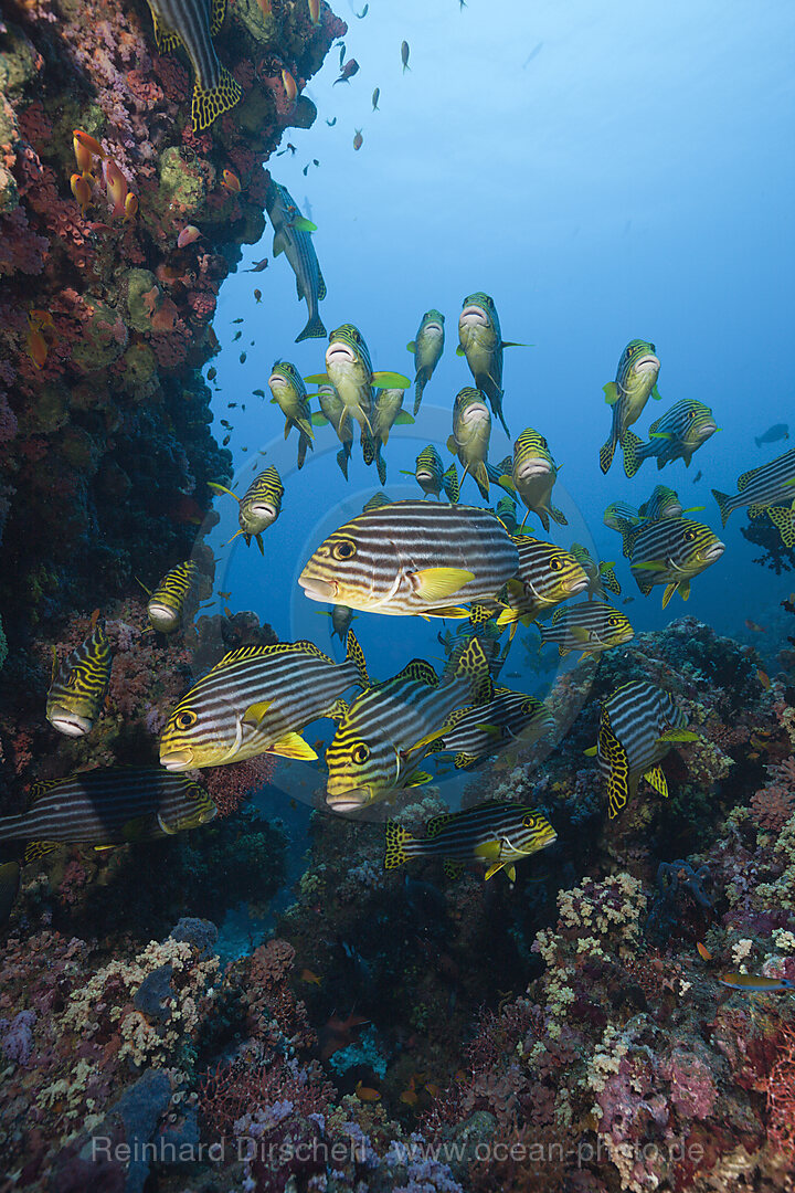 Orient-Suesslippen, Plectorhinchus vittatus, Sued Male Atoll, Malediven