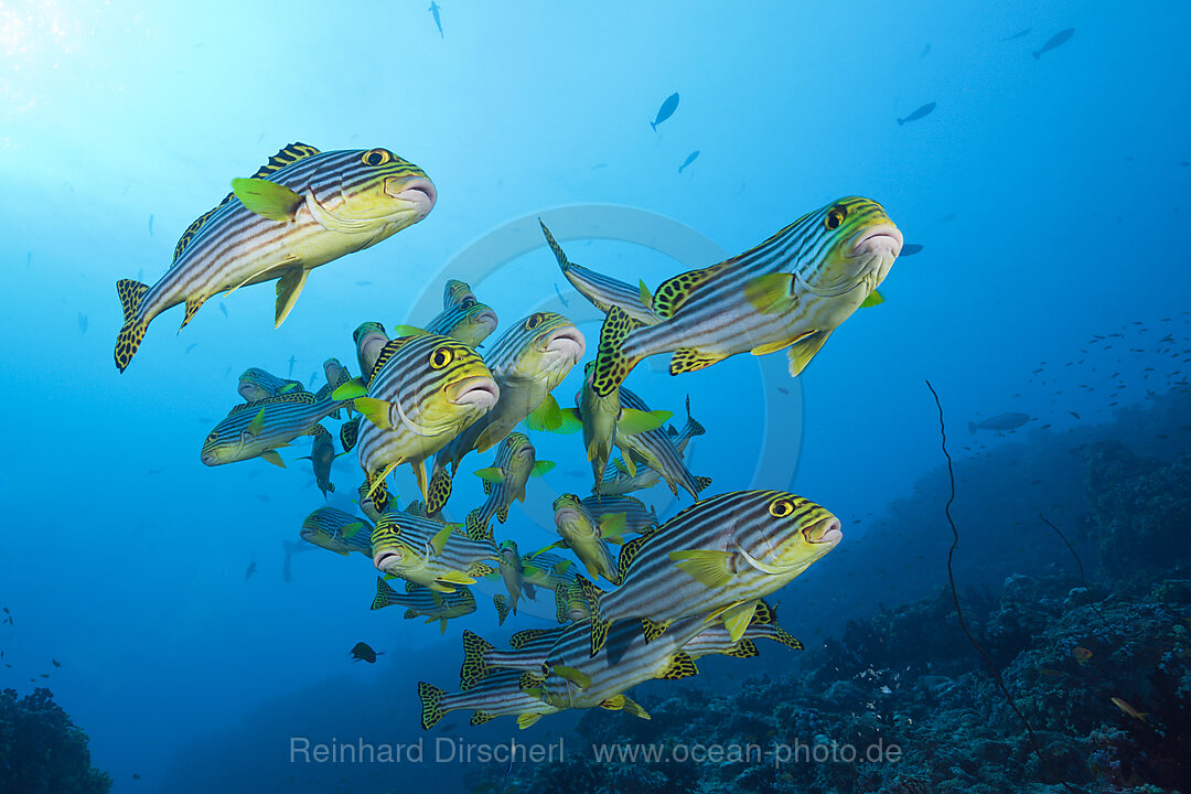 Oriental Sweetlips