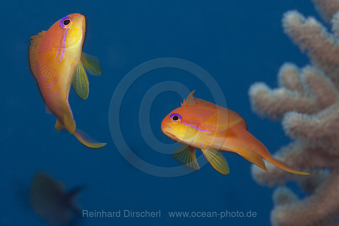 Harems-Fahnenbarsche, Pseudanthias squamipinnis, Felidhu Atoll, Malediven