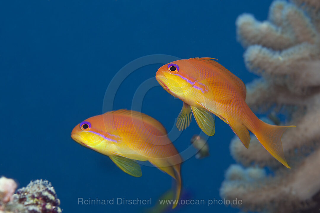 Lyretail Anthias