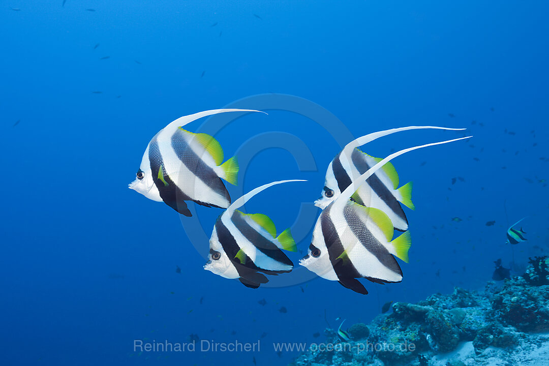 Pennant Bannerfish
