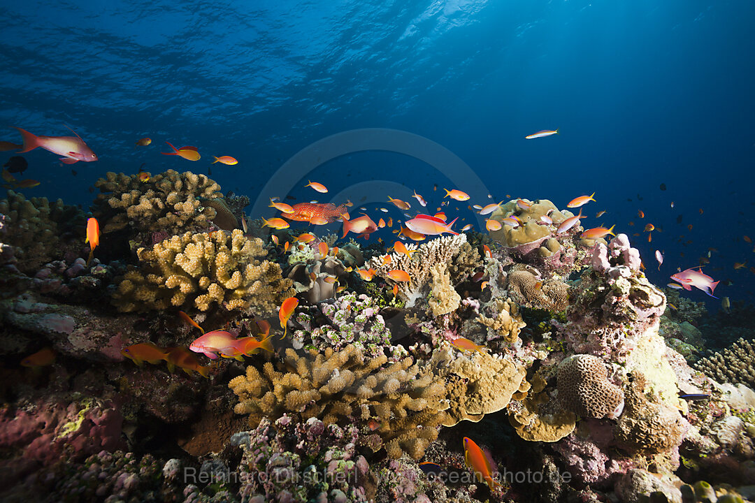 Lyretail Anthias over Coral Reef, Pseudanthias squamipinnis, Felidhu Atoll, Maldives