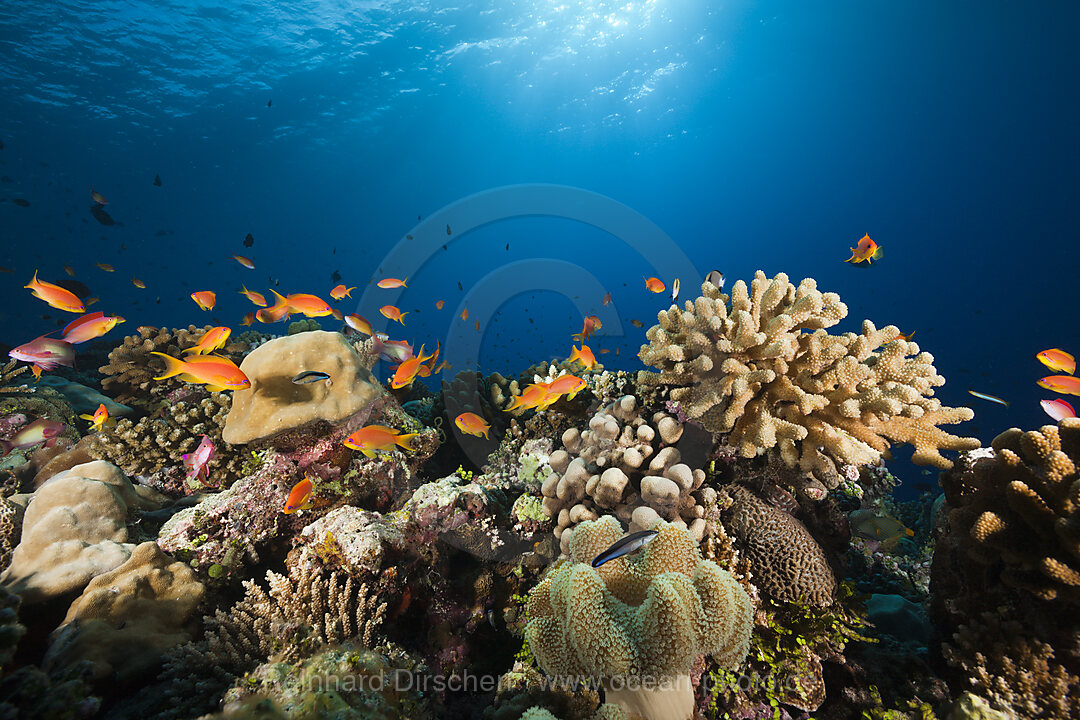 Harems-Fahnenbarsche am Riff, Pseudanthias squamipinnis, Felidhu Atoll, Malediven