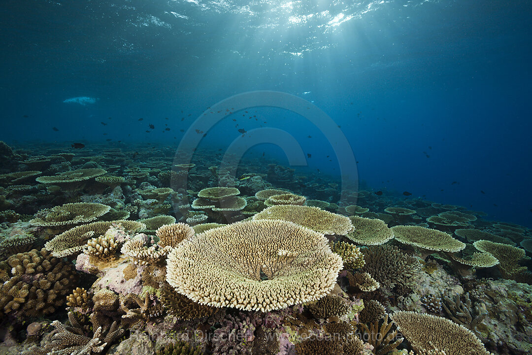 Riff mit Tischkorallen, Acropora sp., Felidhu Atoll, Malediven