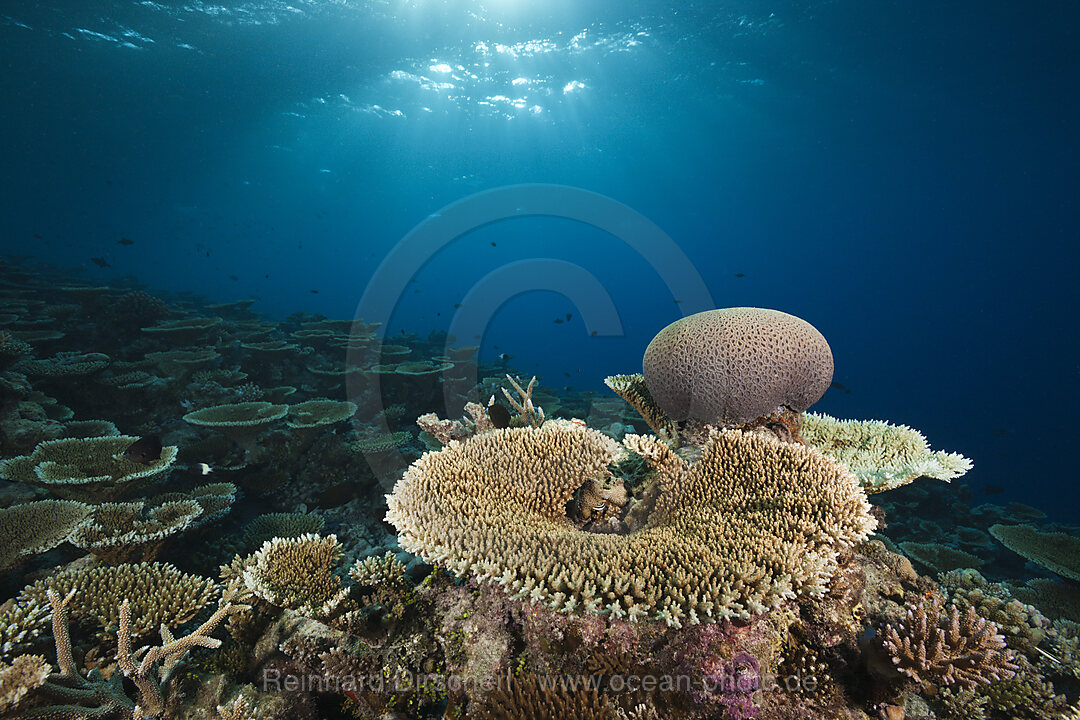 Riff mit Tischkorallen, Acropora sp., Felidhu Atoll, Malediven