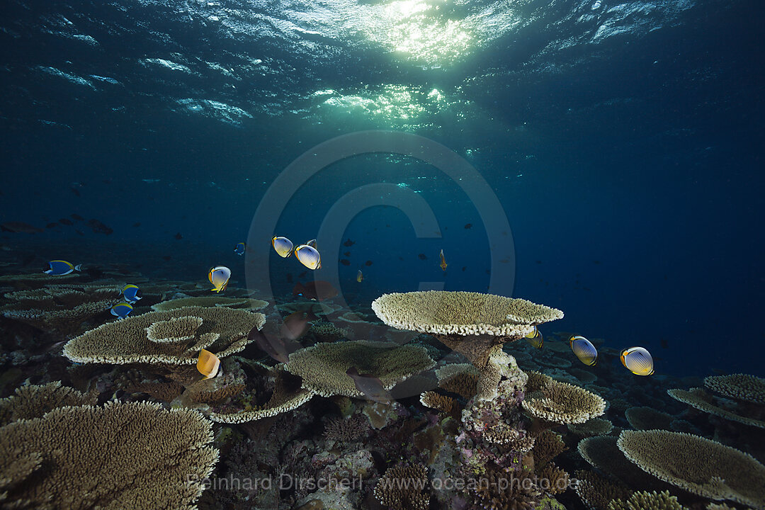 Riff mit Tischkorallen, Acropora sp., Felidhu Atoll, Malediven