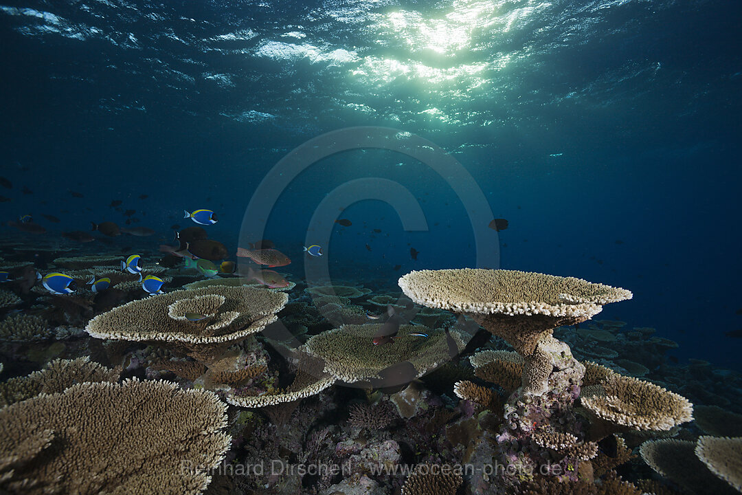 Riff mit Tischkorallen, Acropora sp., Felidhu Atoll, Malediven