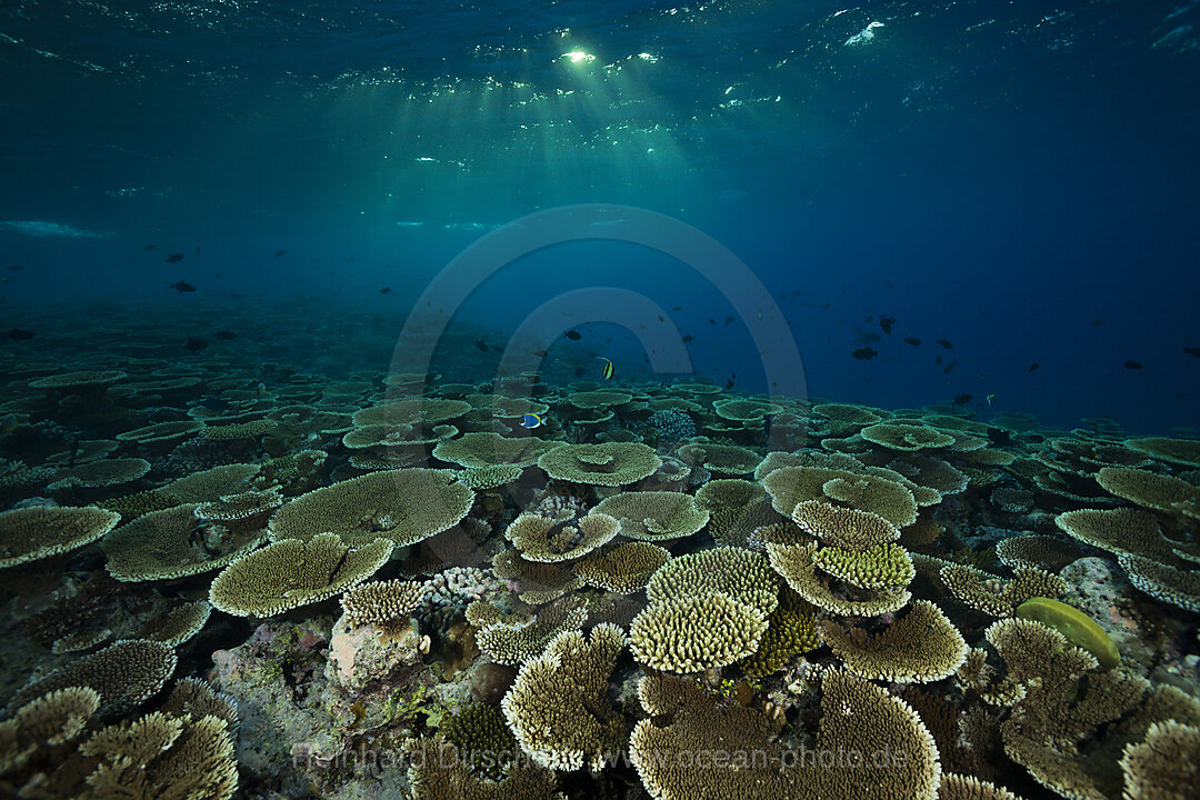 Reef of Table Corals