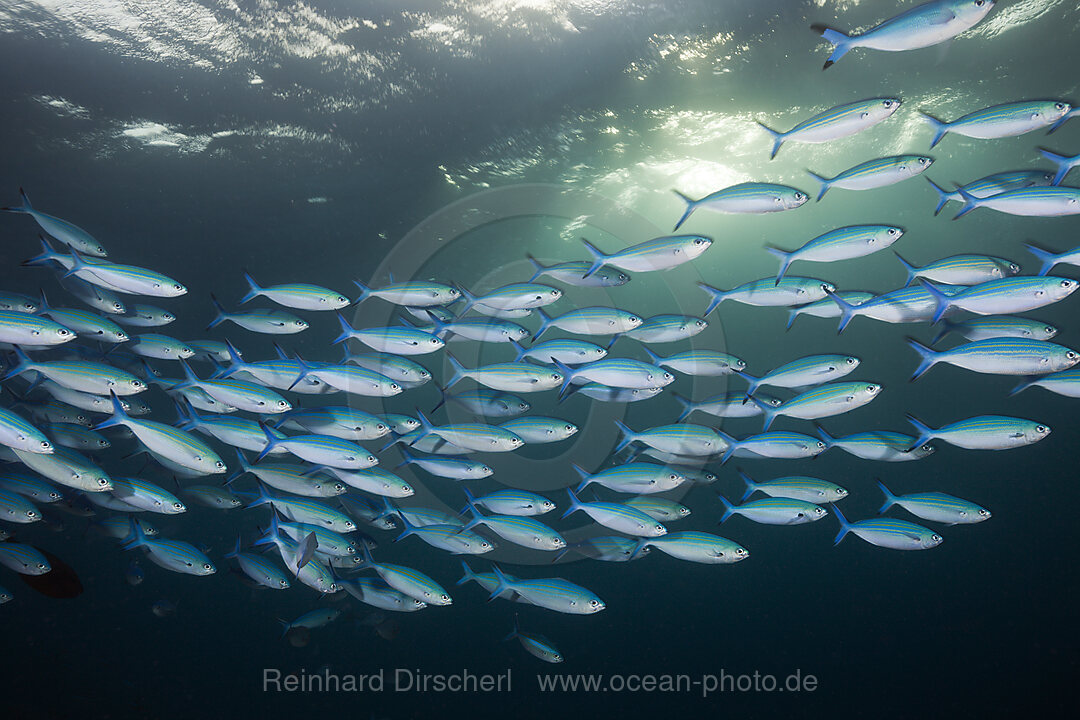 Schwarm Himmelblaue Fuesiliere, Caesio lunaris, Felidhu Atoll, Malediven