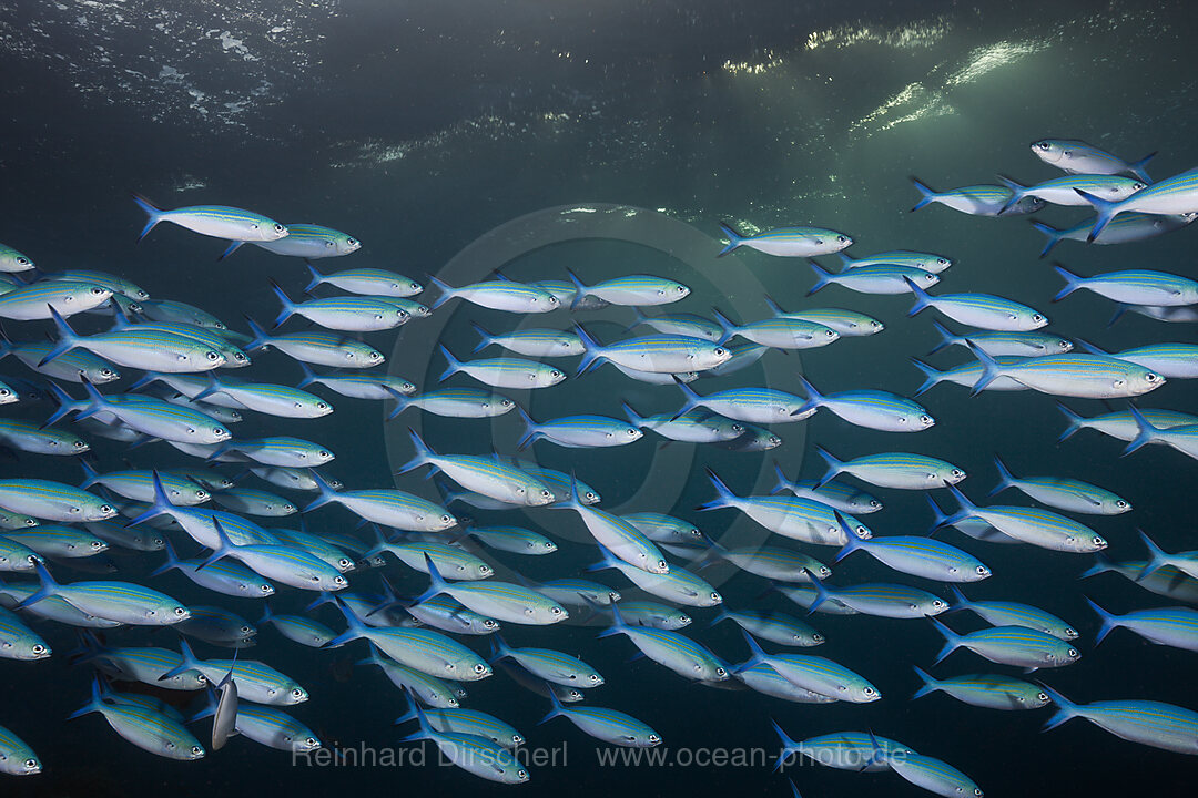 Schwarm Himmelblaue Fuesiliere, Caesio lunaris, Felidhu Atoll, Malediven