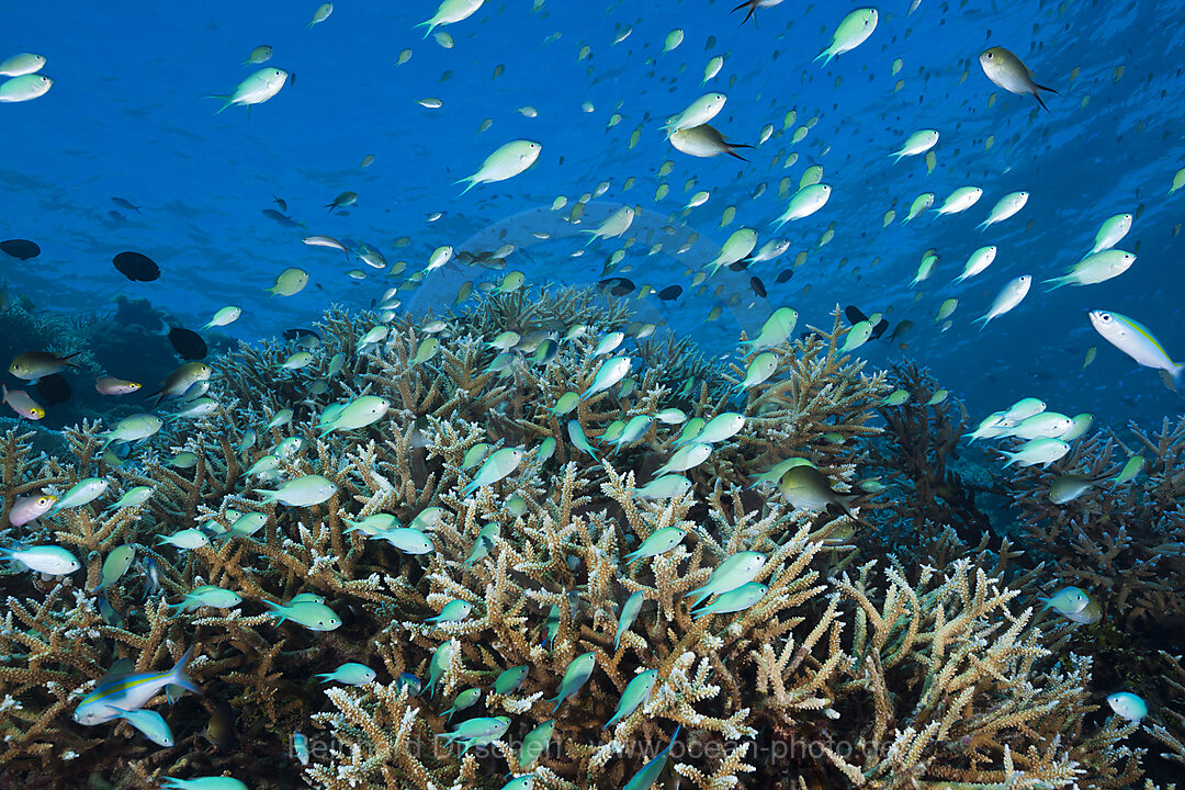 Schwarm Riffbarsche am Riff, Chromis atripectoralis, Thaa Atoll, Malediven