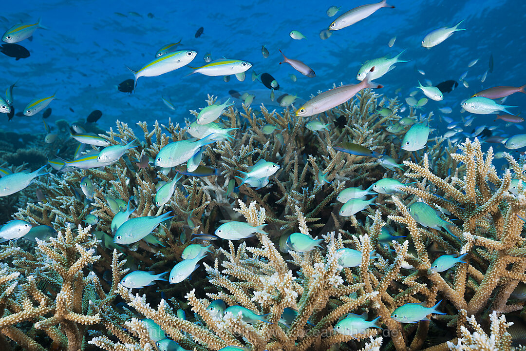 Shoal of Chromis over Reef