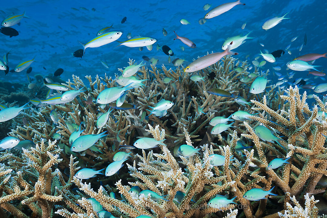 Schwarm Riffbarsche am Riff, Chromis atripectoralis, Thaa Atoll, Malediven