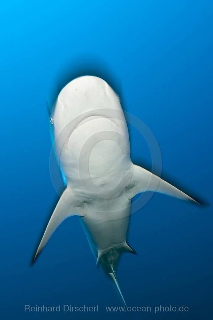 Grey Reef Shark