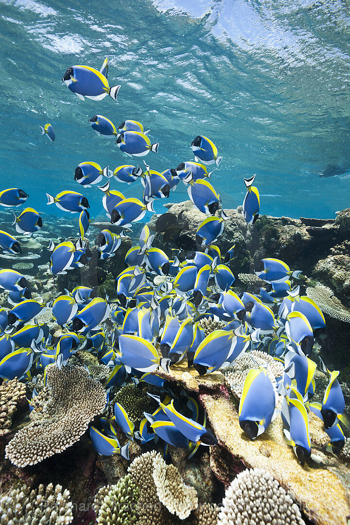 Schwarm Weisskehl-Doktorfische, Acanthurus leucosternon, Thaa Atoll, Malediven