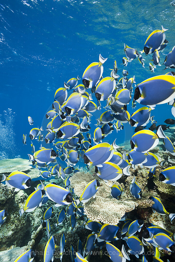 Schwarm Weisskehl-Doktorfische, Acanthurus leucosternon, Thaa Atoll, Malediven