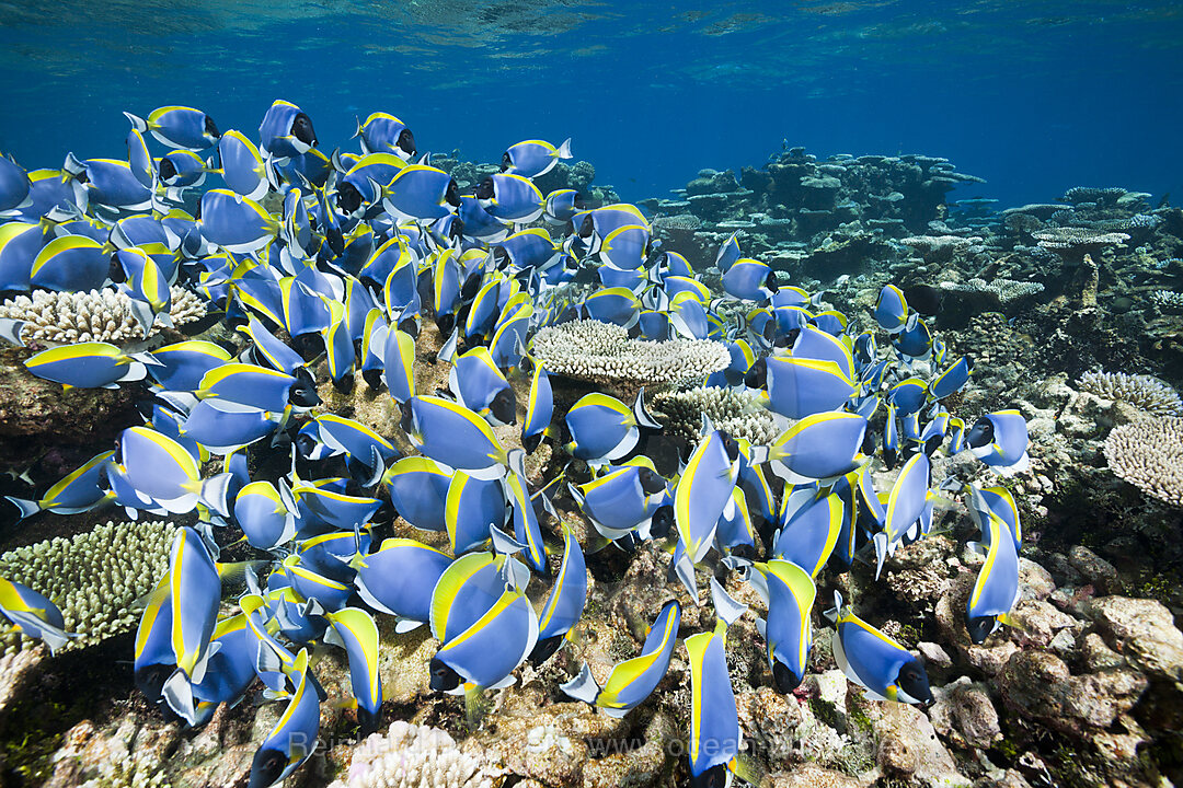 Schwarm Weisskehl-Doktorfische, Acanthurus leucosternon, Thaa Atoll, Malediven