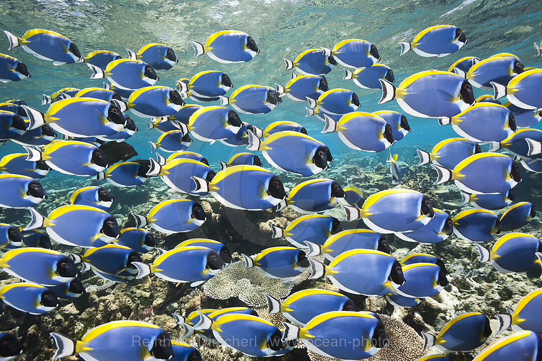 Schwarm Weisskehl-Doktorfische, Acanthurus leucosternon, Thaa Atoll, Malediven