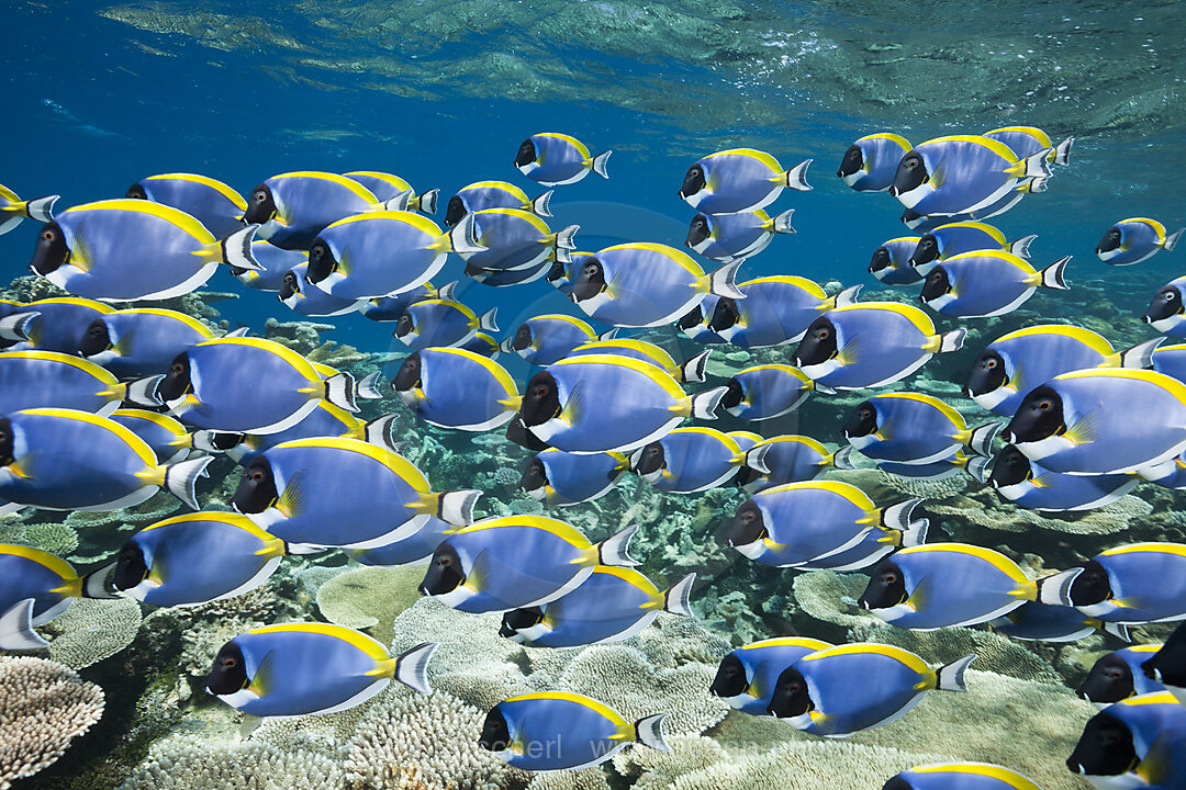 Schwarm Weisskehl-Doktorfische, Acanthurus leucosternon, Thaa Atoll, Malediven