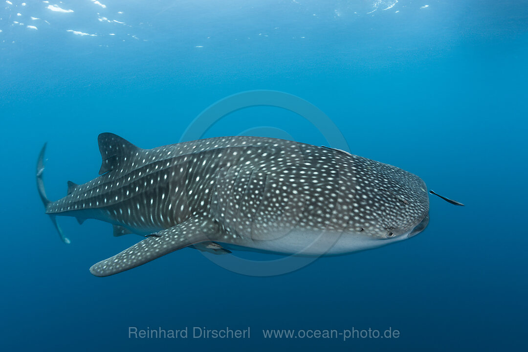 Walhai, Rhincodon typus, Richelieu Rock, Andmanen See, Thailand