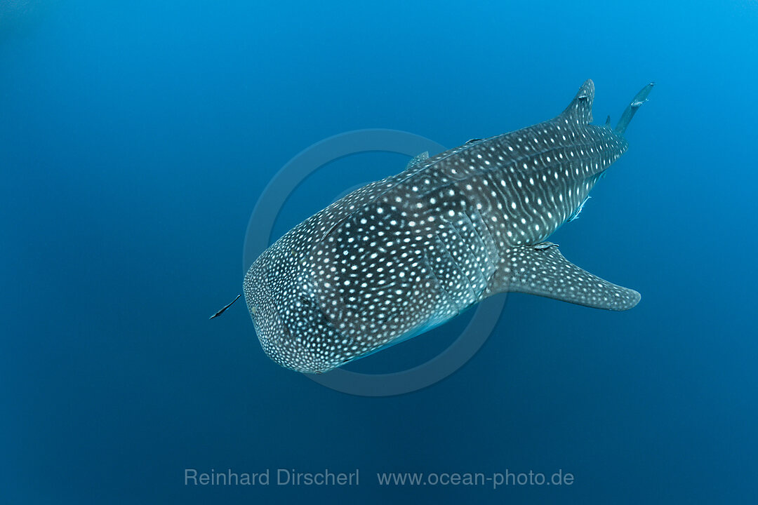 Whale Shark, Rhincodon typus, Richelieu Rock, Andman Sea, Thailand