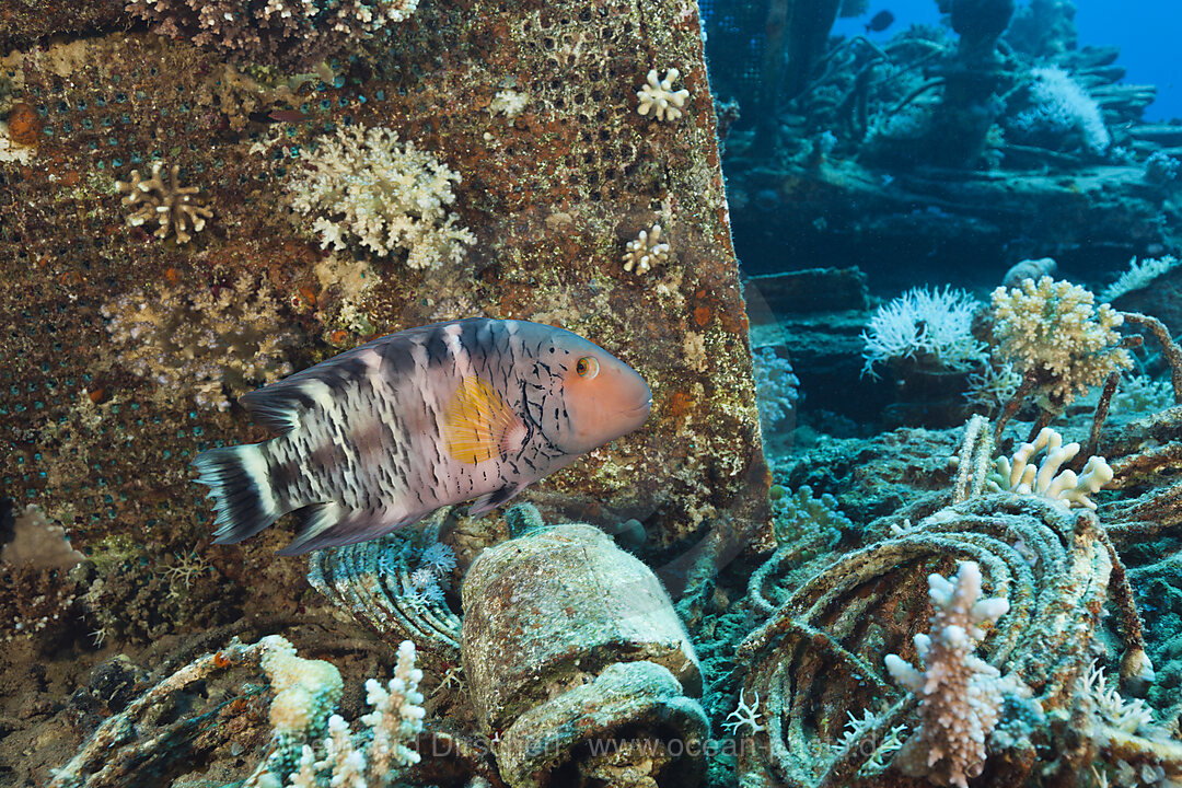 Rotbrust-Lippfisch am Wrack der Heaven One, Cheilinus fasciatus, Abu Dabab, Rotes Meer, Aegypten